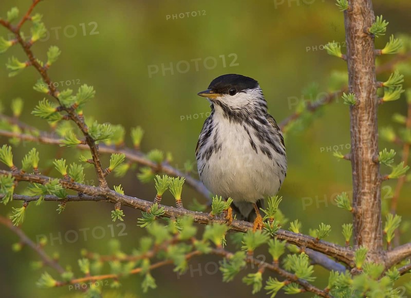 Canada, Manitoba, June, breeding male