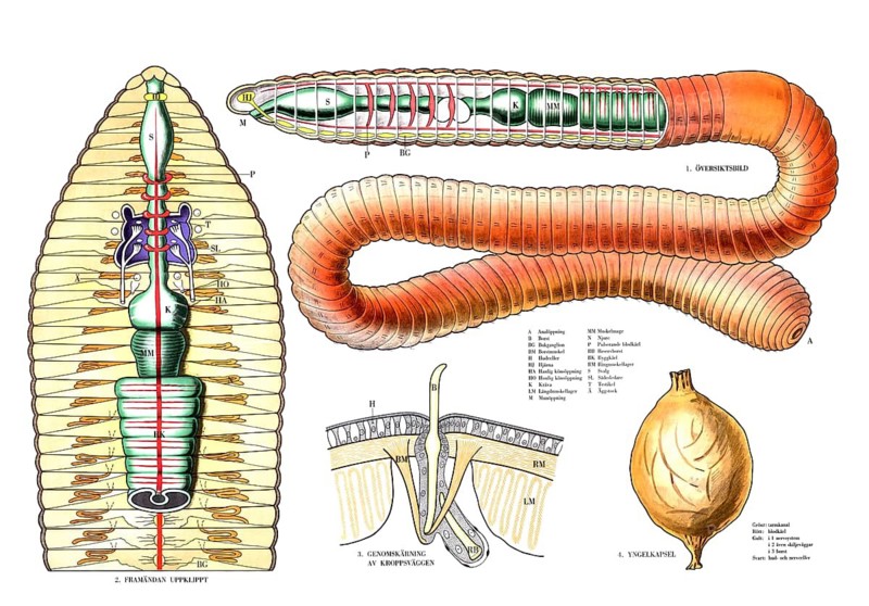 Anatomy in the animal kingdom, detailed anatomical overview of an earthworm, including its internal structure and a cocoon, Lumbricus terrestris, reproduction of a historical school picture, mural or teaching board, authentic, exact date unknown