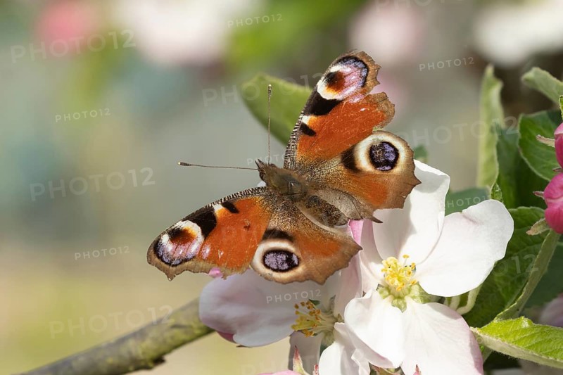 Peacock butterfly (Aglais io) adult insect feeding on garden apple tree blossom flowers in spring, Suffolk, England, United Kingdom