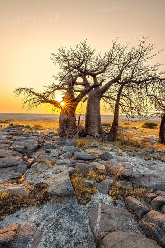 African baobab (Adansonia digitata), several trees at sunrise, sun star, Kubu Island (Lekubu), Sowa Pan, Makgadikgadi salt pans, Botswana
