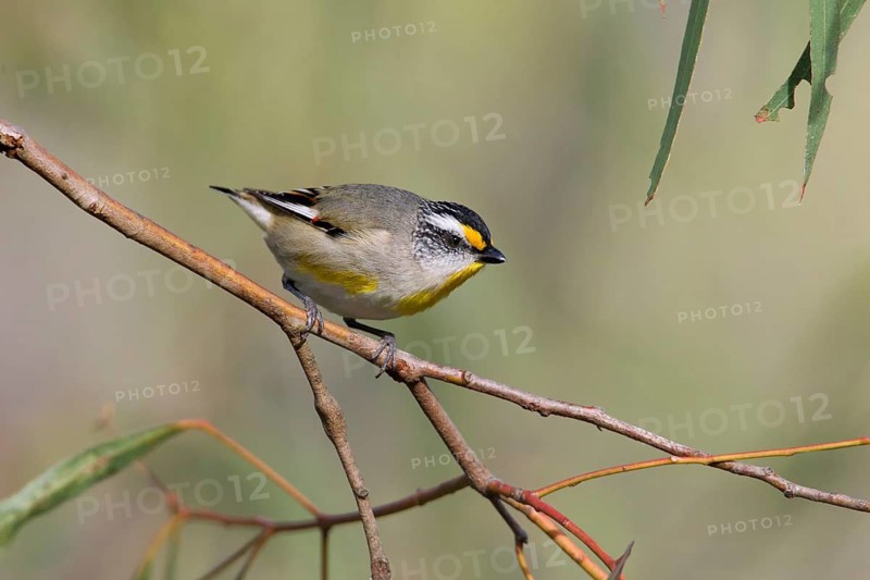 Striated Pardalote (Pardalotus striatus substriatus), Victoria, Australia