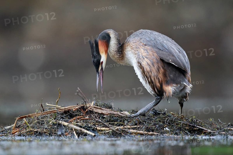 Great Crested Grebe (Podiceps cristatus) on nest, North Rhine-Westphalia, Germany