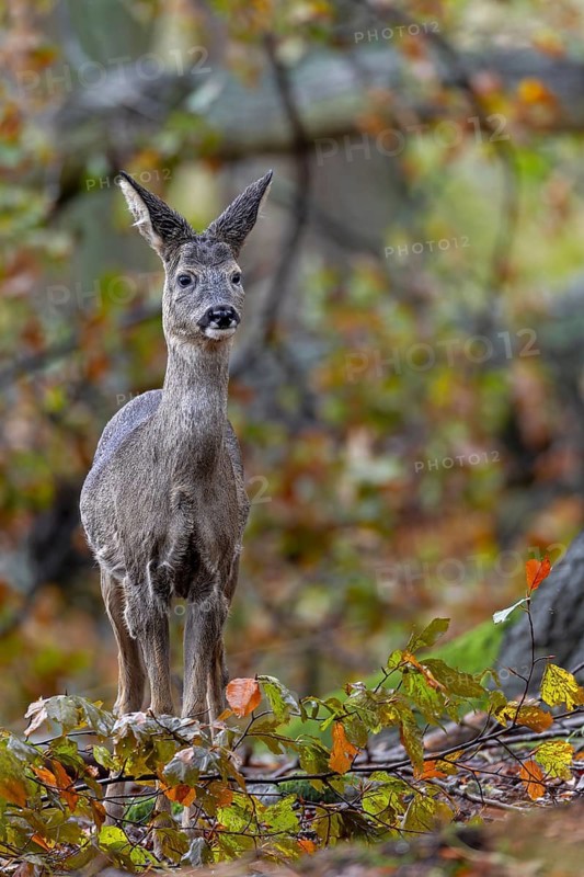 Fawn (Capreolus capreolus) in front of a fallen copper beech, autumn, November, Germany
