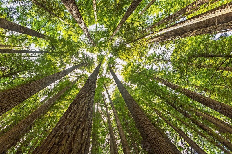 Majestic view looking up at towering redwood trees with lush green leaves stretching towards the sky, capturing the beauty of nature and the vastness of the forest in the Great Ocean Road, Australia
