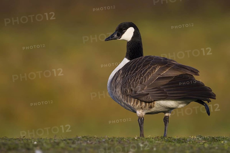 Canada Goose (Branta canadensis), Bavaria, Germany