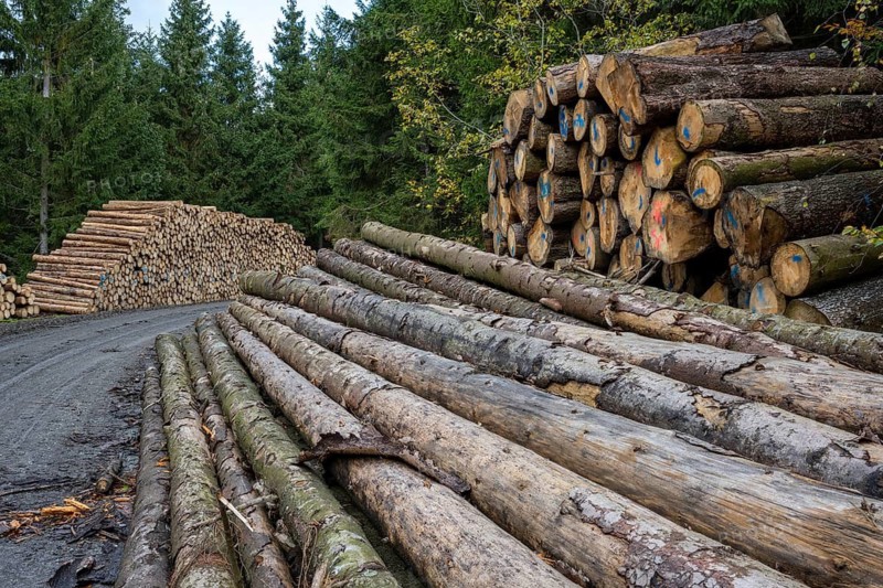 Logging in the Harz Mountains, Goslar, forest work, Lower Saxony, Germany