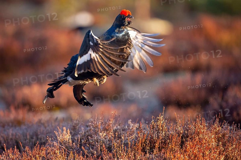 Black grouse (Lyrurus tetrix), black grouse courtship in Sweden, Fågelsjö, Gävleborgs län, Sweden