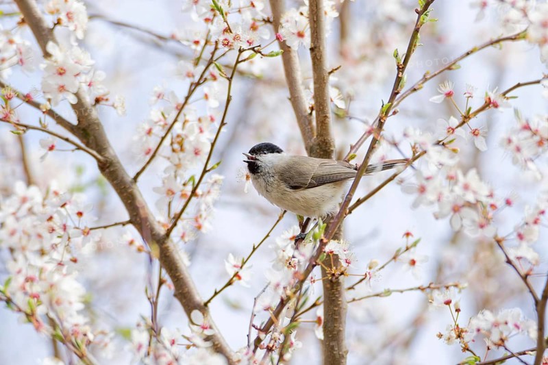 Marsh tit (Poecile palustris) singing on flowering tree branches in spring, small songbird surrounded by white blossoms in natural habitat, Poland
