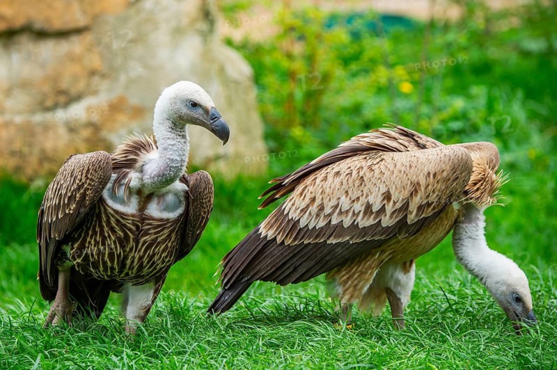 Griffon Vultures (Gyps fulvus) sitting on a meadow, Germany