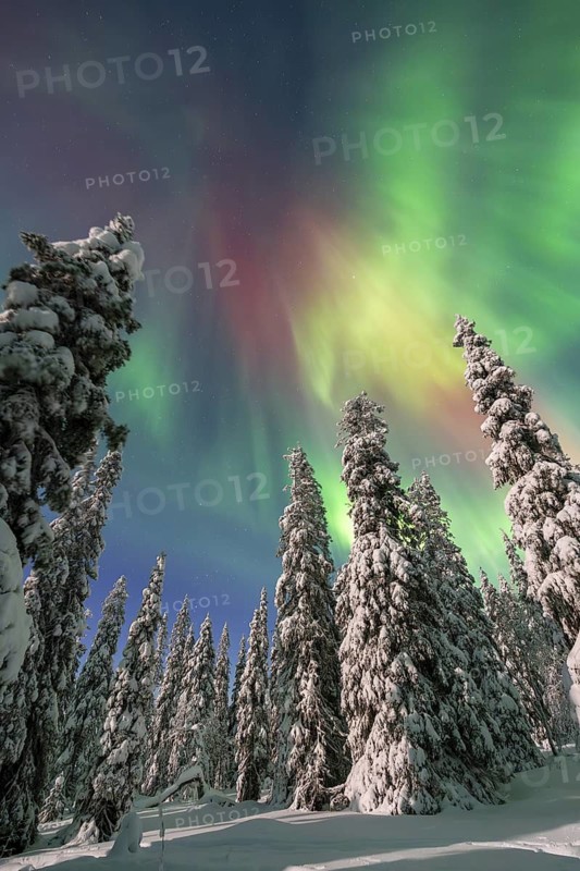 Northern lights, Aurora borealis over snow covered spruce trees on the taiga in winter at night, Riisitunturi National Park, Posio, Lapland, Finland