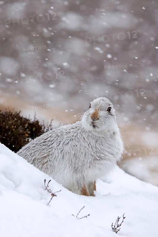 Mountain hare, alpine hare, snow hare (Lepus timidus) in white winter pelage resting in the hills in late winter, Cairngorms National Park, Scotland, United Kingdom