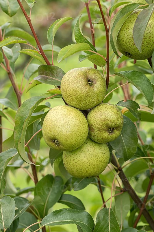 Pear (Pyrus communis 'Bergamot d'Esperen'), Bundessorteamt, Germany