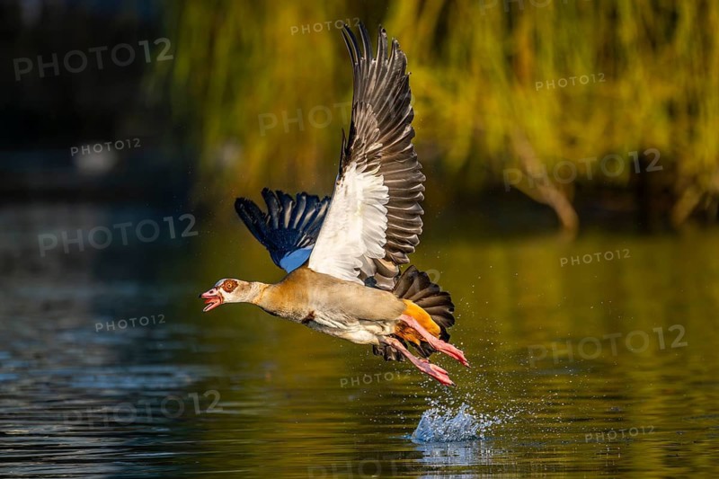 Flying Egyptian goose (Alopochen aegyptiaca) starting from a lake, invasive species, Bavaria, Germany