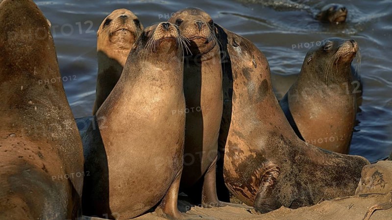 USA, California, San Francisco, Sea lions at the pier, (Otariinae), San Francisco, California, USA