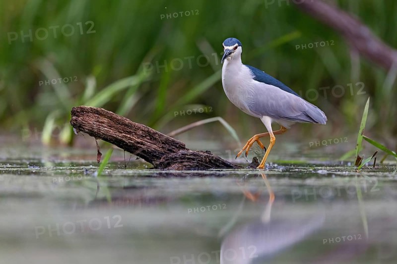 Black-crowned black crowned night heron (Nycticorax nycticorax), Bihoreau gris, HÈron bihoreau, Martinete Com?n, Ayn Razat, Salalah, Dhofar, Oman