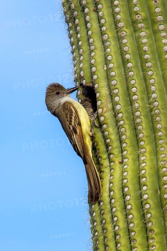 Brown-crested Flycatcher Myiarchus tyrannulus Tucson, Pima County, Arizona, United States 4 June Adult at Saguaro nest hole. Tyrannidae