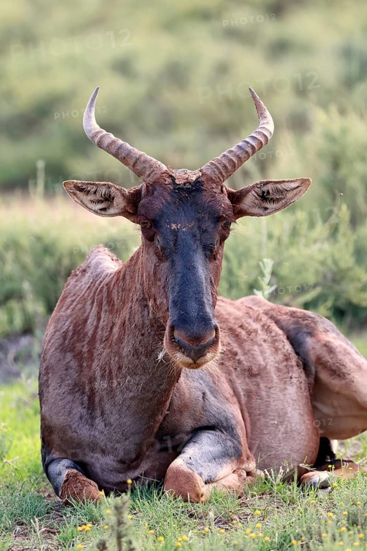 Tsessebe (Damaliscus lunatus), lyrebird, crescent moon antelope, adult, sitting, relaxed, Mokala National Park, Northern Cape, South Africa