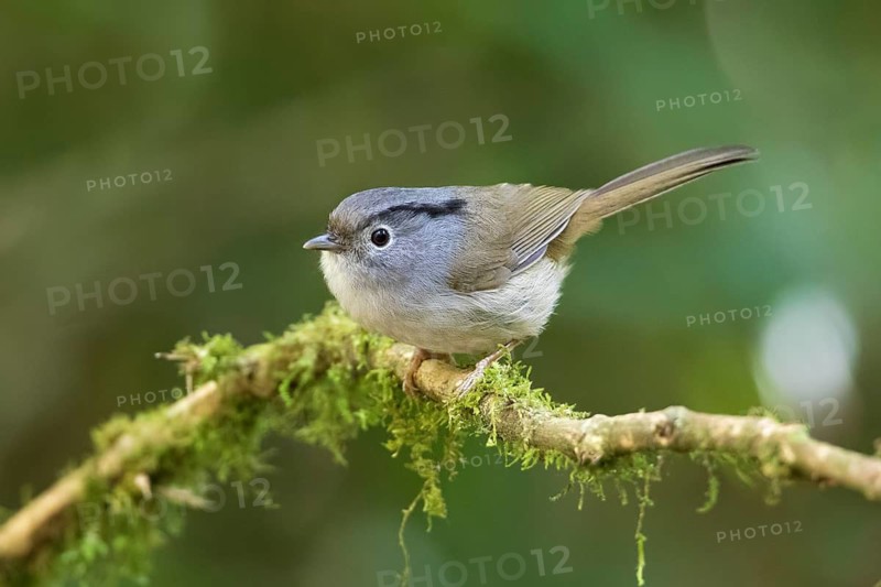 Mountain Fulvetta (Alcippe peracensis) perched on a branch, Bidoup National Park, Vietnam