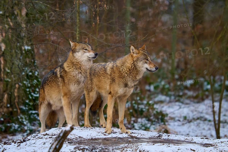 Wolves standing close together listening in the snowy forest, Winter, Wolf (Canis lupus), Germany
