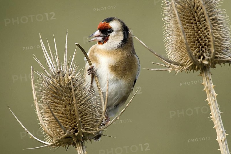 European Goldfinch (Carduelis carduelis), Castile-La Mancha, Spain