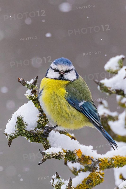Blue tit (Cyanistes caeruleus), close-up on snow-covered branch in winter with snowflakes in the snow, Baden-Württemberg, Germany