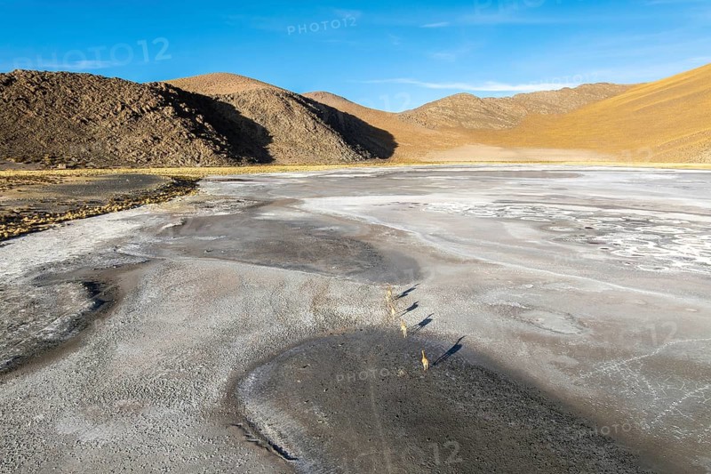 A group of guanacos roam the expansive salt flats of the Andean Highlands in La Puna, Argentina. The landscape is serene and vast, under a bright blue sky