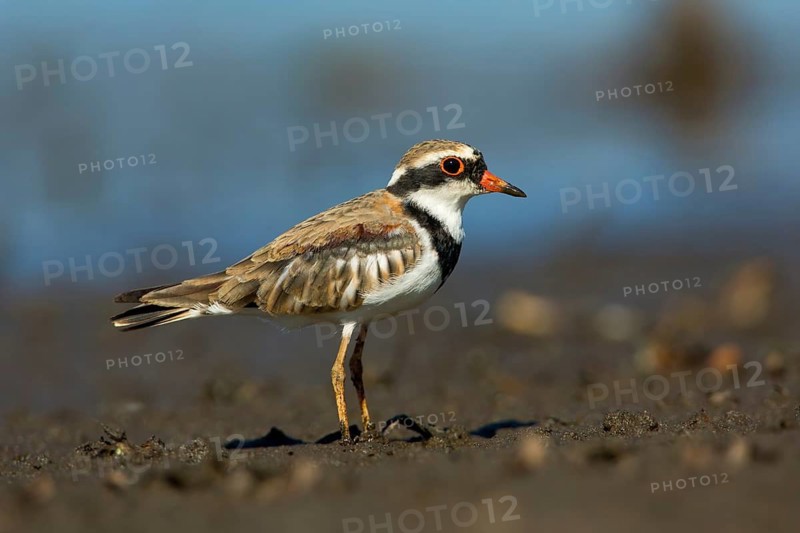 Black-fronted Dotterel (Elseyornis melanops), Victoria, Australia