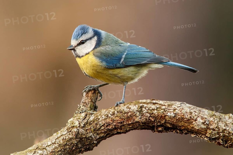 Eurasian Blue Tit (Cyanistes caeruleus), perched on a branch, Castile and Leon, Spain