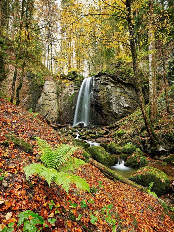 Waterfall, Finstersee, ferns and discoloured beech leaves in the foreground, Canton Zug, Switzerland
