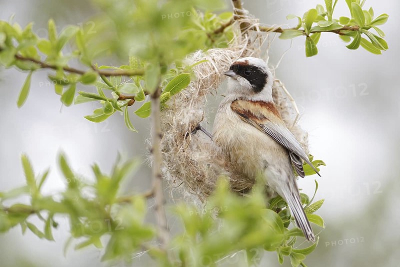 Eurasian Penduline Tit (Remiz pendulinus) male Thuringia, Germany