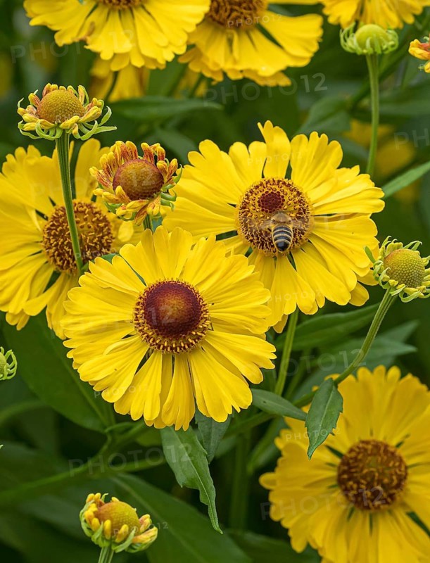 Sunflower (Helenium 'Blossom Table'), RHS Garden Bridgewater, Great Britain