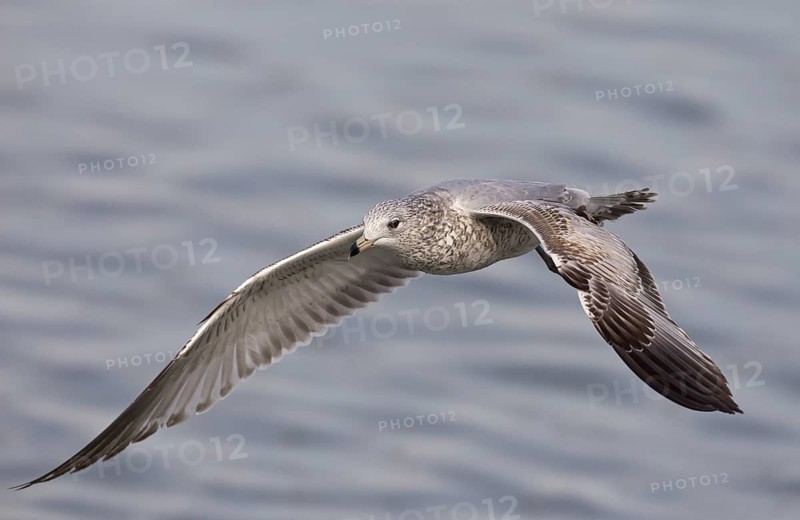 Ring-billed Gull, 1st winterr