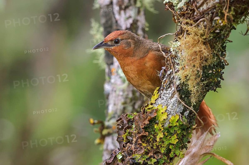 Orange-eyed Thornbird (Phacellodomus erythrophthalmus) perched on a branch in the Atlantic rainforest of southeast Brazil