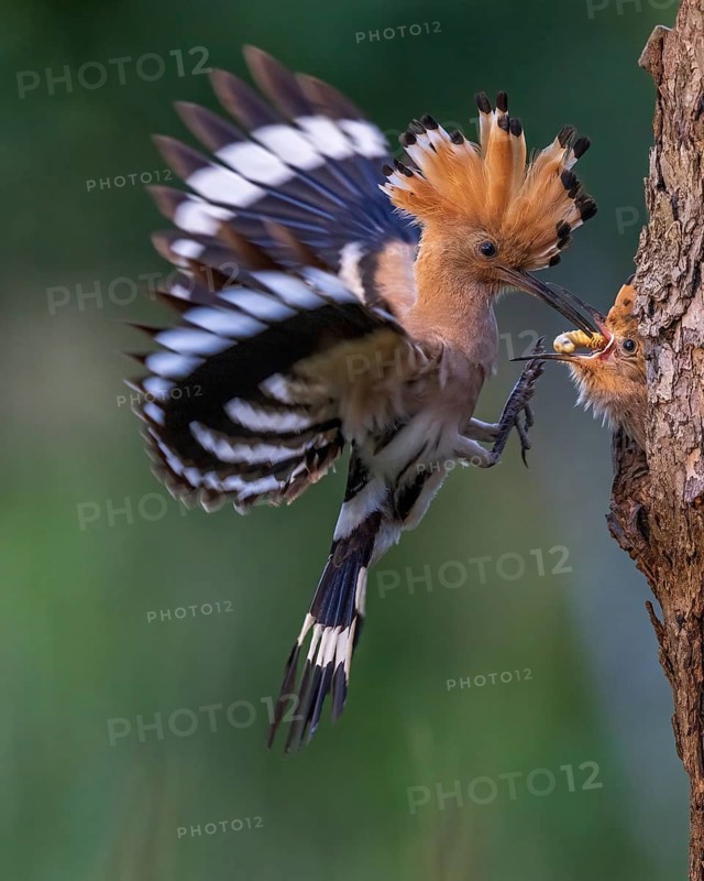 Eurasian Hoopoe (Upupa epops) feeding chick in breeding cavity, Saxony-Anhalt, Germany