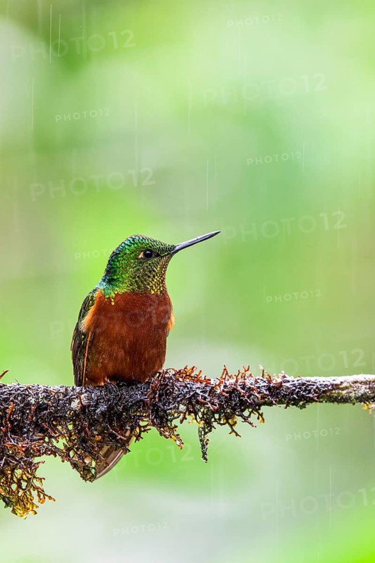 Chestnut-breasted Coronet (Boissonneaua matthewsii) perched on a branch, Napo, Ecuador