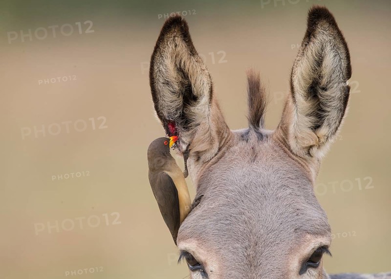 Yellow-billed Oxpecker (Buphagus africanus), Gambia