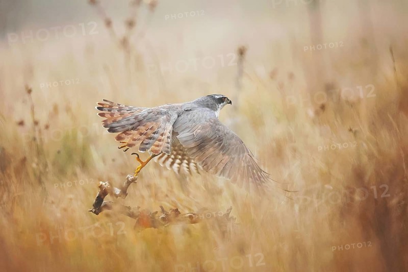 Majestic female goshawk soaring through a misty meadow in the early hours in Guadalajara, capturing the serene yet dynamic essence of nature