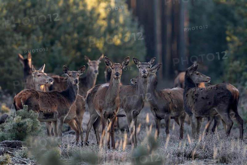 A last glance of the red deer herd (Cervus elaphus) in my direction, then they all wander into the spruce forest visible in the background, frost, cold, hoarfrost, morning sun, Germany