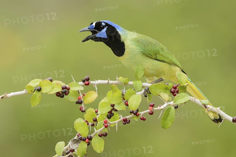 Green Jay (Cyanocorax luxuosus) calling, Texas, USA