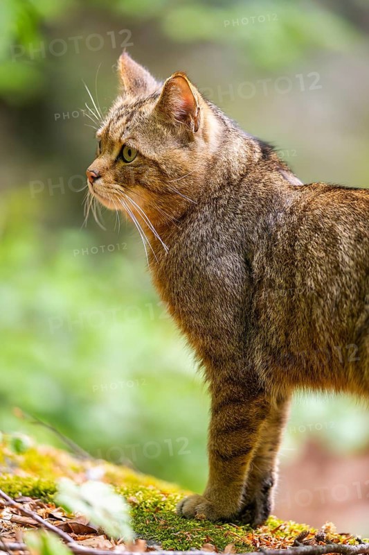 European wildcat (Felis silvestris silvestris) standing in a forest, Bavaria, Germany
