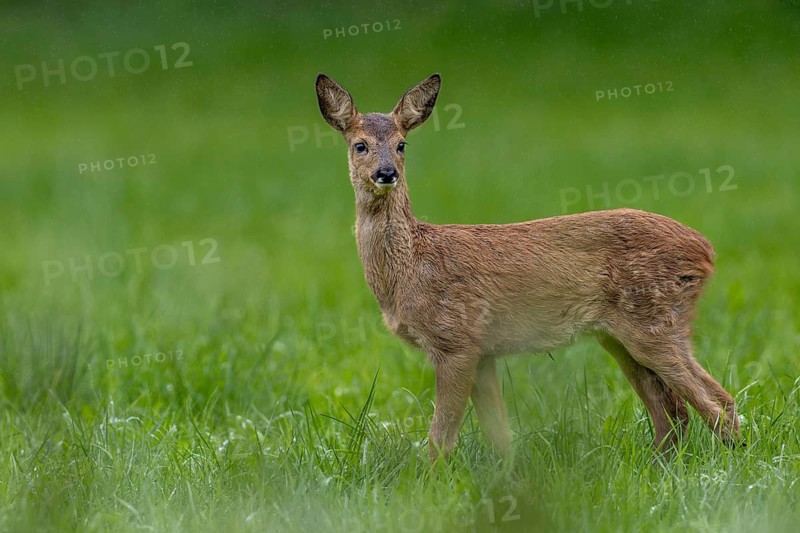 Fawn (Capreolus capreolus) in a rain shower on a forest meadow, baby animals, sweet, cute, summer, August, Germany