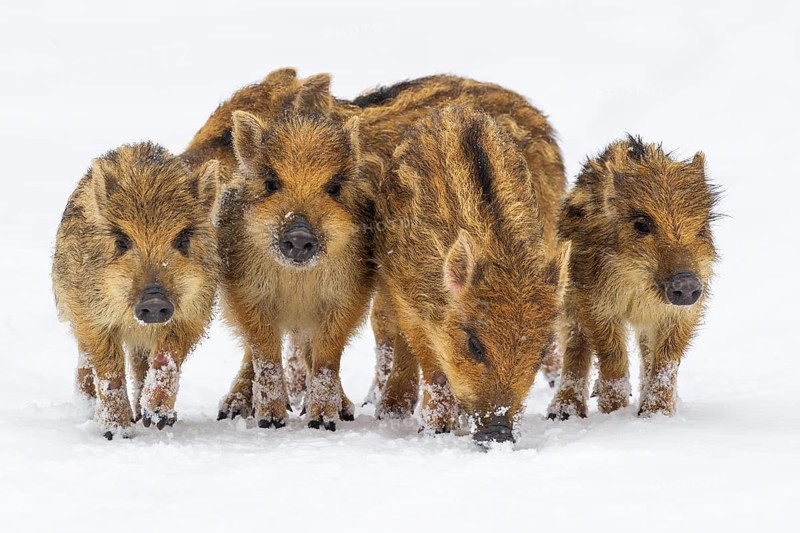 Wild boar (Sus scrofa) in the snow, fresh boar, Melle, Lower Saxony, Germany