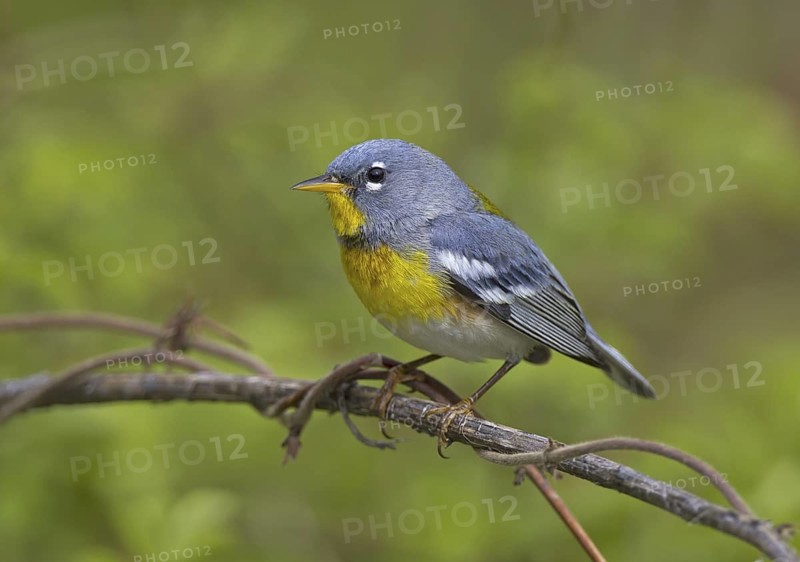 Northern Parula (Setophaga americana), Ohio, USA