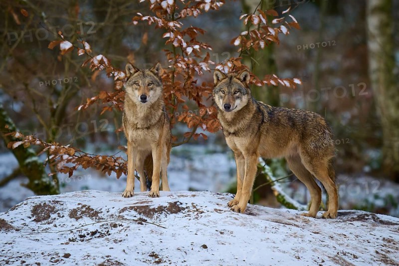 Two wolves standing close together on a small snow hill, winter, wolf (Canis lupus), Germany