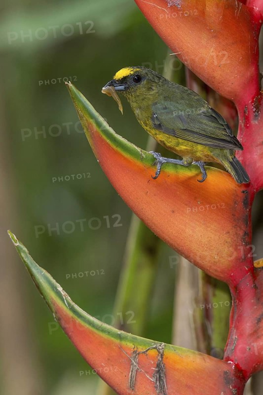 Olive-backed Euphonia (Euphonia gouldi) male, Costa Rica