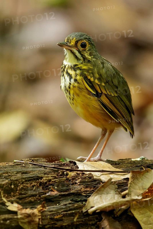 Spotted Antpitta (Hylopezus macularius) perched on a branch in the rainforest of Guyana