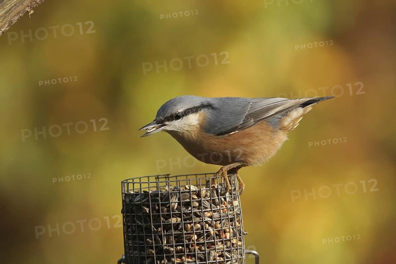 Eurasian Nuthatch (Sitta europaea), Lower Saxony, Germany
