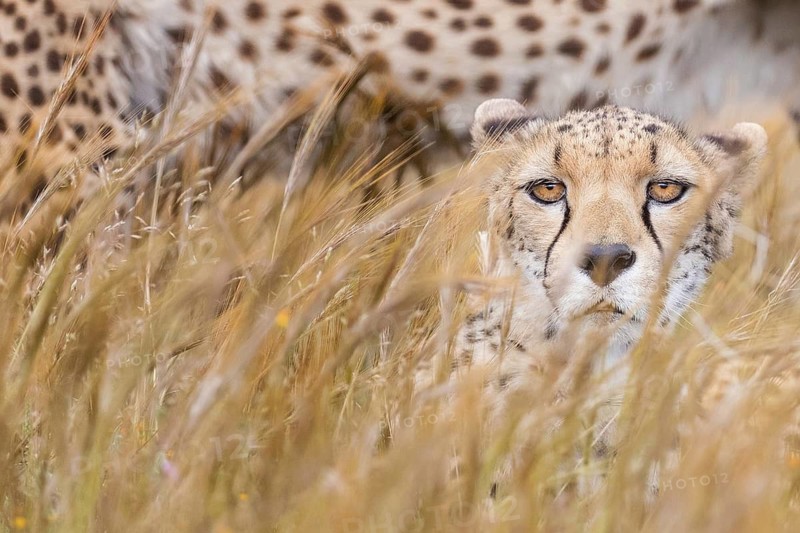 Cheetah (Acinonyx jubatus) female partly hidden in tall grassland, Castile-La Mancha, Spain