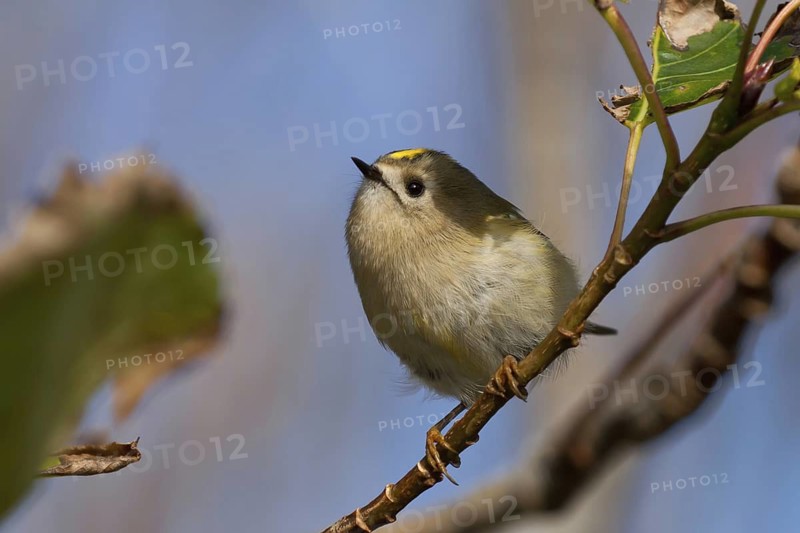 Goldcrest (Regulus regulus), Schleswig-Holstein, Germany
