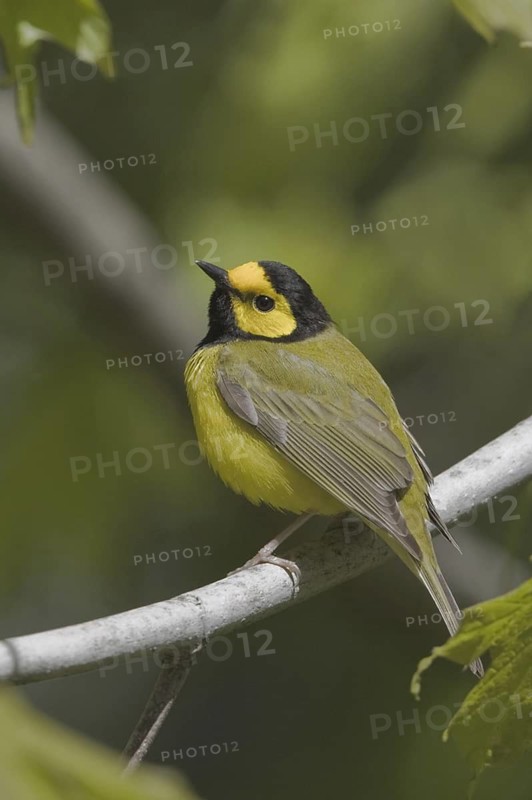 Hooded Warbler (Setophaga citrina) male, Ontario, Canada